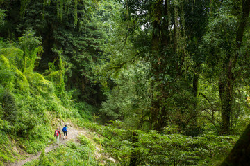 Trekkers hiking along a trail through lush green forest of the Annapurna Himalaya, Nepal.