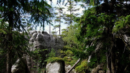 Dziki las na skałach w okolicy sudeckiego Szczelińca Wielkiego w pobliżu Kotliny Kłodzkiej © Konrad_elx