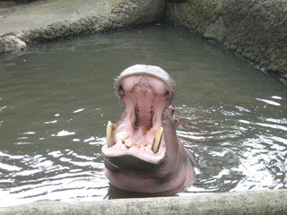 Hippo