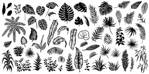 Tropical leaves silhouettes isolated on white background. Vector palm leaf, monstera and other plants illustrations.