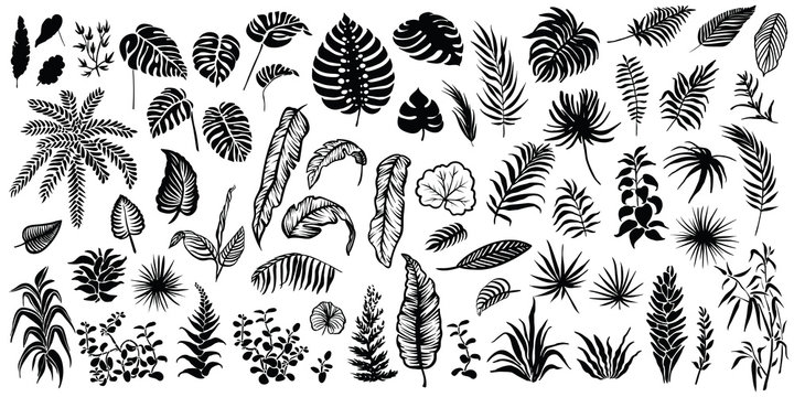 Tropical leaves silhouettes isolated on white background. Vector palm leaf, monstera and other plants illustrations.