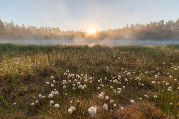 Obraz premium Małe mgliste jezioro leśne o wschodzie słońca letni poranek