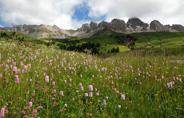 Fototapeta na wymiar Beautiful Flowers at San Pellegrino pass in the Dolomites in the Val di Fiemme, Trento, Italy.