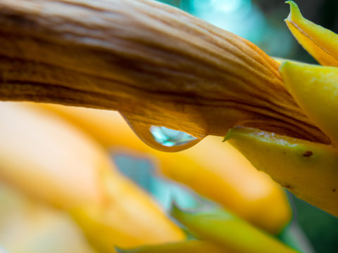 droplet on plant