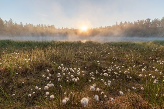 Small foggy forest lake at sunrise summer morning