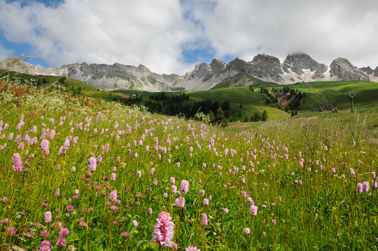 Beautiful Flowers at San Pellegrino pass in the Dolomites in the Val di Fiemme, Trento, Italy.