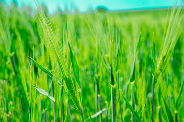 beautiful view of green barley filed. copy space