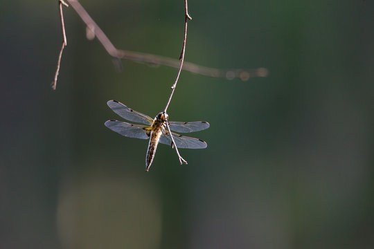 Dragonfly resting on twig near lake