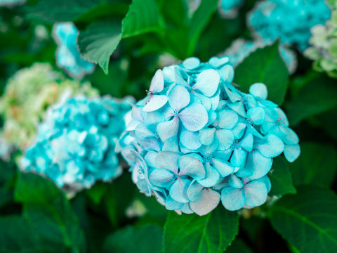 light blue flowers