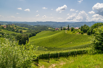 Weing&auml;rten der s&uuml;dlichen Steiermark bei wolkigem Himmel