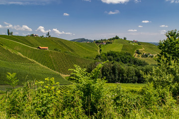 Fototapeta na wymiar Weingärten der südlichen Steiermark bei wolkigem Himmel