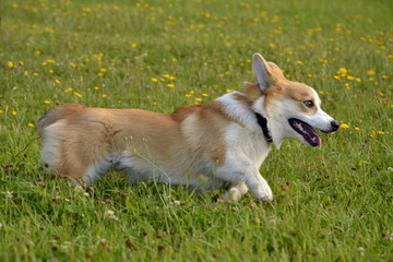 Dogs play with each other. Puppy Corgi pembroke. Merry fuss puppies. Aggressive dog. Training of dogs.  Puppies education, cynology, intensive training of young dogs.