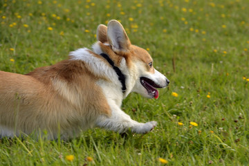 Dogs play with each other. Puppy Corgi pembroke. Merry fuss puppies. Aggressive dog. Training of dogs.  Puppies education, cynology, intensive training of young dogs.