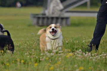 Dogs play with each other. Puppy Corgi pembroke. Merry fuss puppies. Aggressive dog. Training of...