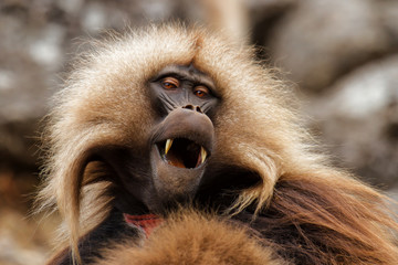 Gelada baboon male in the Simien Mountains National Park in Ethiopia