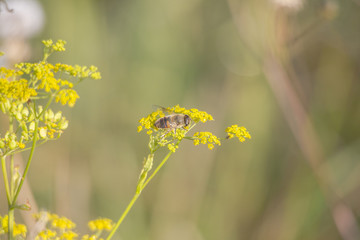 A hover fly sits on the green-yellow umbels of a parsnip