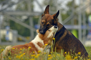 Dogs play with each other. Puppy Corgi pembroke. Merry fuss puppies. Aggressive dog. Training of...