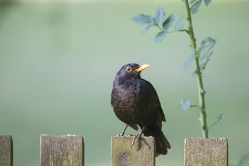 A blackbird male sits on a wooden fence in front of a green background