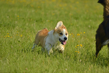 Fototapeta na wymiar Dogs play with each other. Puppy Corgi pembroke. Merry fuss puppies. Aggressive dog. Training of dogs. Puppies education, cynology, intensive training of young dogs.