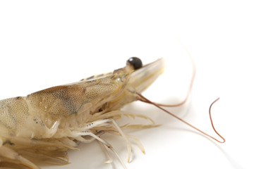 Raw fresh tiger shrimp on white