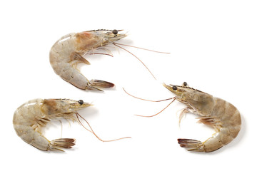 Raw fresh tiger shrimp on white