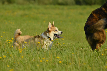 Dogs play with each other. Puppy Corgi pembroke. Merry fuss puppies. Aggressive dog. Training of dogs.  Puppies education, cynology, intensive training of young dogs.