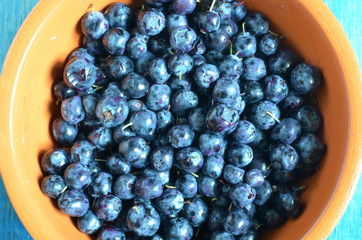 forest berry with a juicy blue shade close-up in an orange Cup