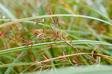 Gräser. Ungeschnittene Rasen 