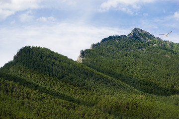 Rocky mountain landscape in green trees