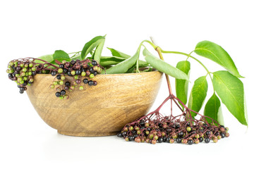 Lot of whole fresh european black elderberry and one branch near with wooden bowl isolated on white background