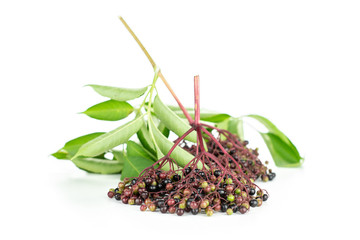 Lot of whole fresh european black elderberry with fresh leaves isolated on white background