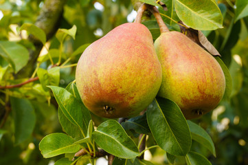Two good pears on the tree.