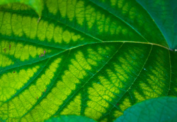 Green kiwi leaves on the vine, close up