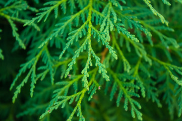 Incense cedar tree Calocedrus decurrens branch close up.