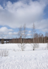 Birches in the field on a clear, sunny winter day