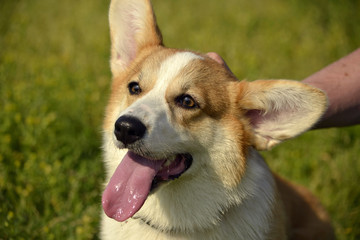 Puppy Corgi pembroke on a walk. Young energetic dog on a walk. Puppies education, cynology, intensive training of young dogs. Walking dogs in nature.