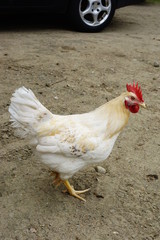 coq blanc
