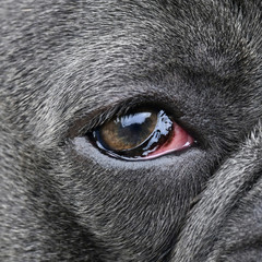 eye infection in a bulldog
