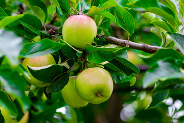 green apples on apple tree branch close-up