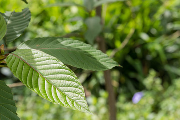 Mitragyna or Kratom leaves