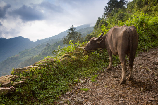 Water buffalo grazing along the trail in the Annapurna Himalaya.