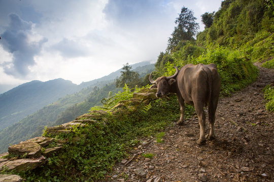 Water buffalo grazing along the trail in the Annapurna Himalaya.