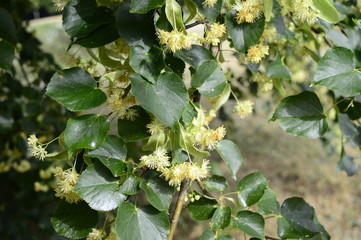 Tilia: Blossoming linden tree and linden flowers