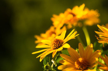 bouquet of bright yellow flowers Heliopsis helianthoides