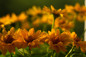 bouquet of bright yellow flowers Heliopsis helianthoides