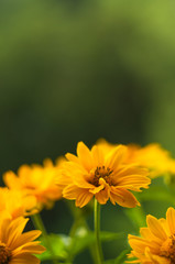bouquet of bright yellow flowers Heliopsis helianthoides