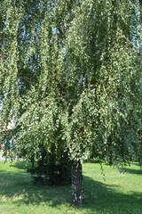 Green one birch in the park zone of the city