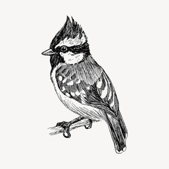 Vector graphic hand drawn bird on retro graphic style. Ink drawing, Vintage style. Cute bird for your design. High detailed sketch - 215841320