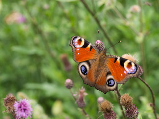 Peacock butterfly sittig on a plant