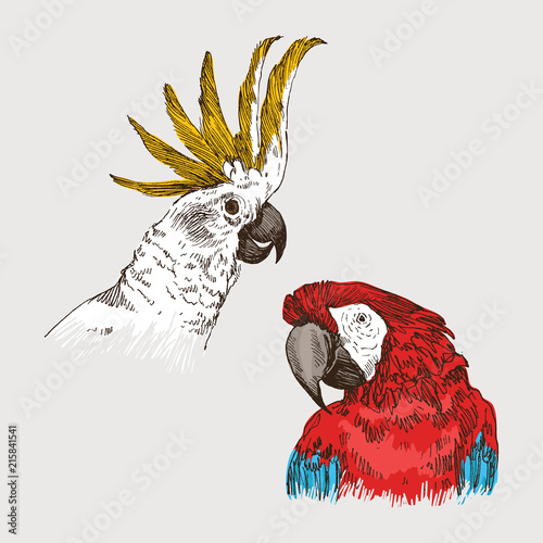 Hand Drawn Colorful Sketch Vintage Exotic Tropical Bird